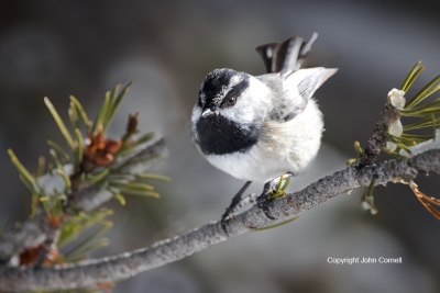 Mountain-Chickadee;One;Poecile-gambeli;avifauna;bird;birds;color-image;color-pho